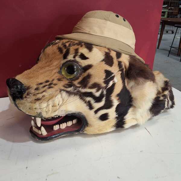 TIGERS HEAD