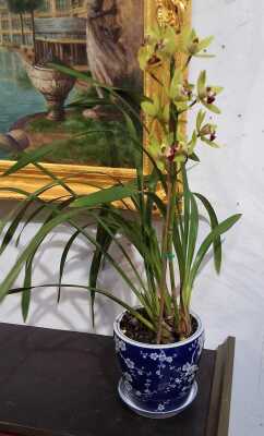 ORCHID