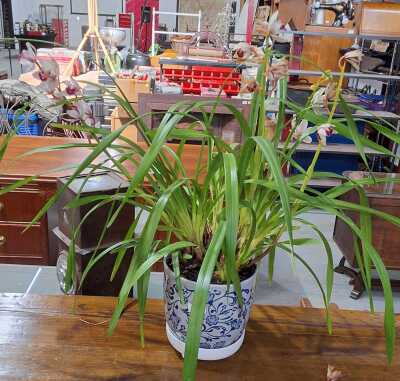ORCHID