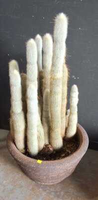 POTTED CACTI