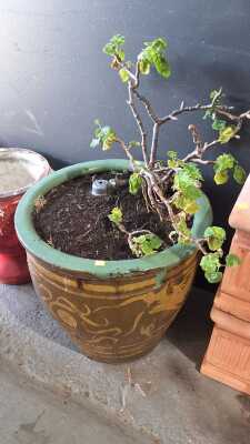 POTTED PLANT