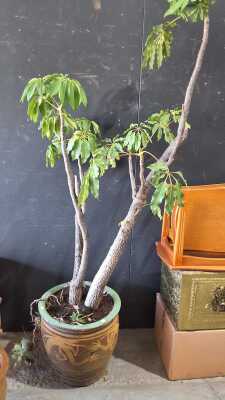 POTTED PLANT