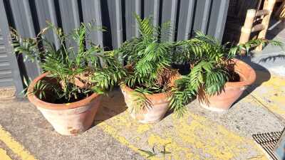 POT PLANTS