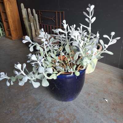 PLANT POT
