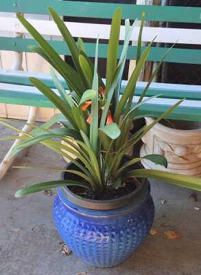 POTTED CLIVIA