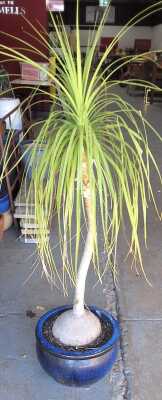 POTTED PLANT