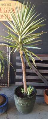 POT PLANT