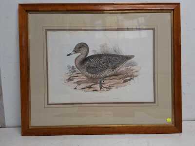 JOHN GOULD