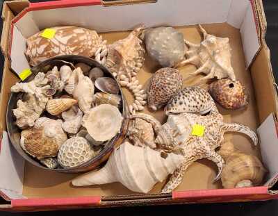 SHELLS