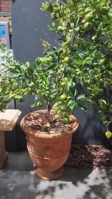 POTTED PLANT