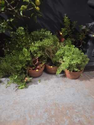 POTTED PLANTS