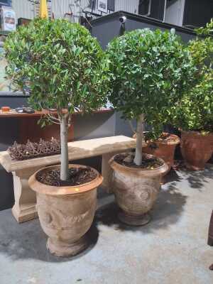 BALL TOPIARY