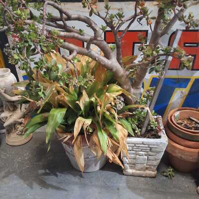 POTTED PLANTS