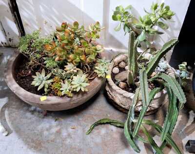 POT PLANTS