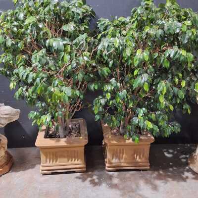 POTTED PLANTS