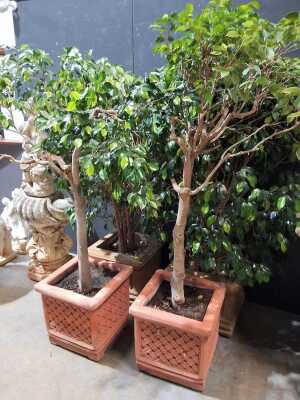 FICUS TREES